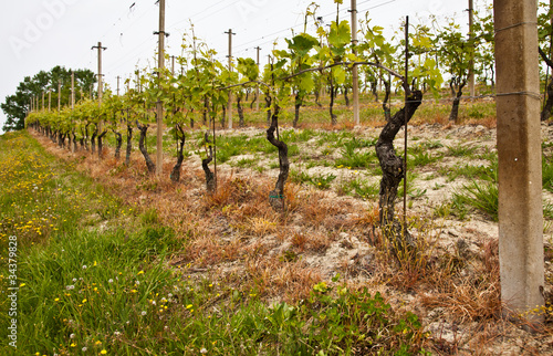 Barbera vineyard - Italy