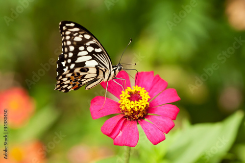 Schmetterling © Digitalpress
