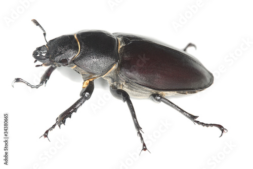 Female stag beetle isolated on white background