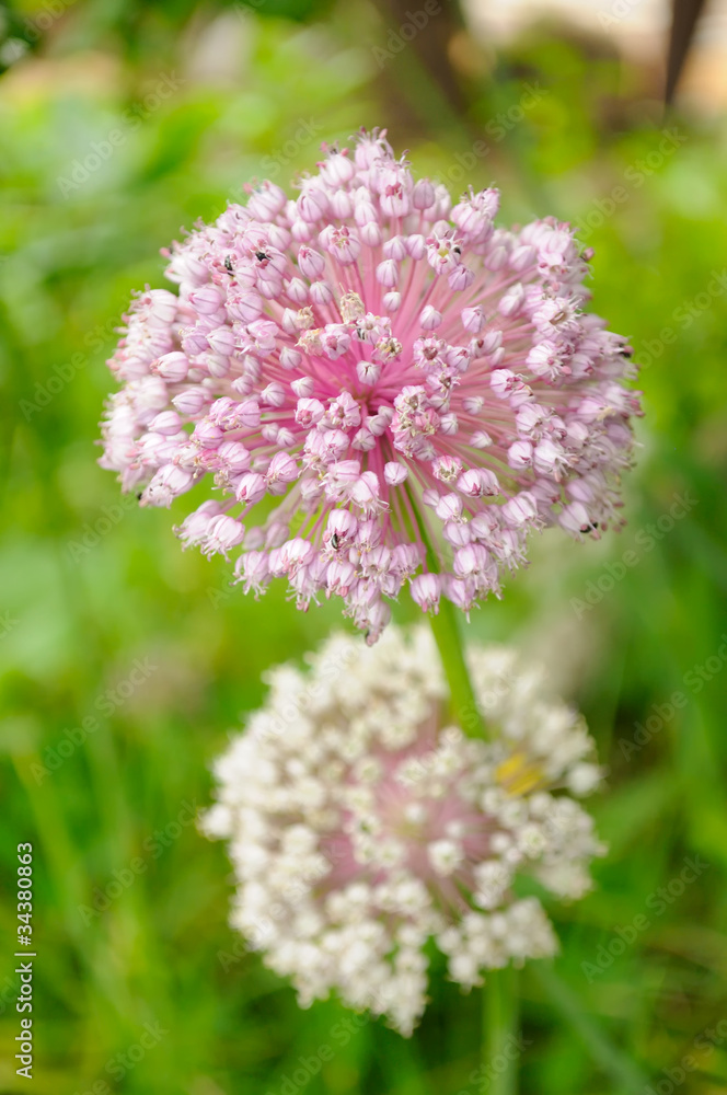 Garlic Flowers on Vegetable Patch Garlic Flowers on Vegetable Patch