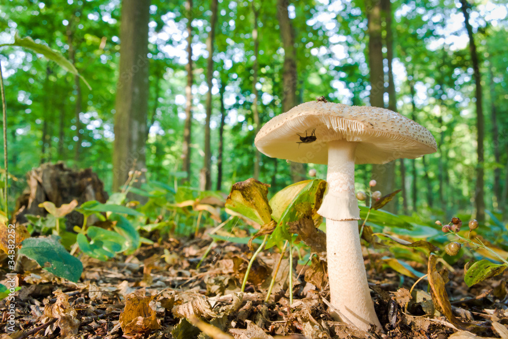 mushroom mushroom