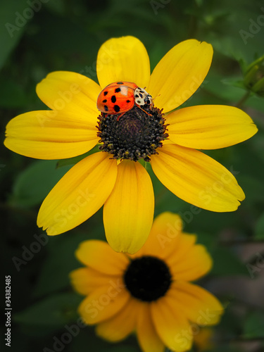 Ladybug sitting on a flower