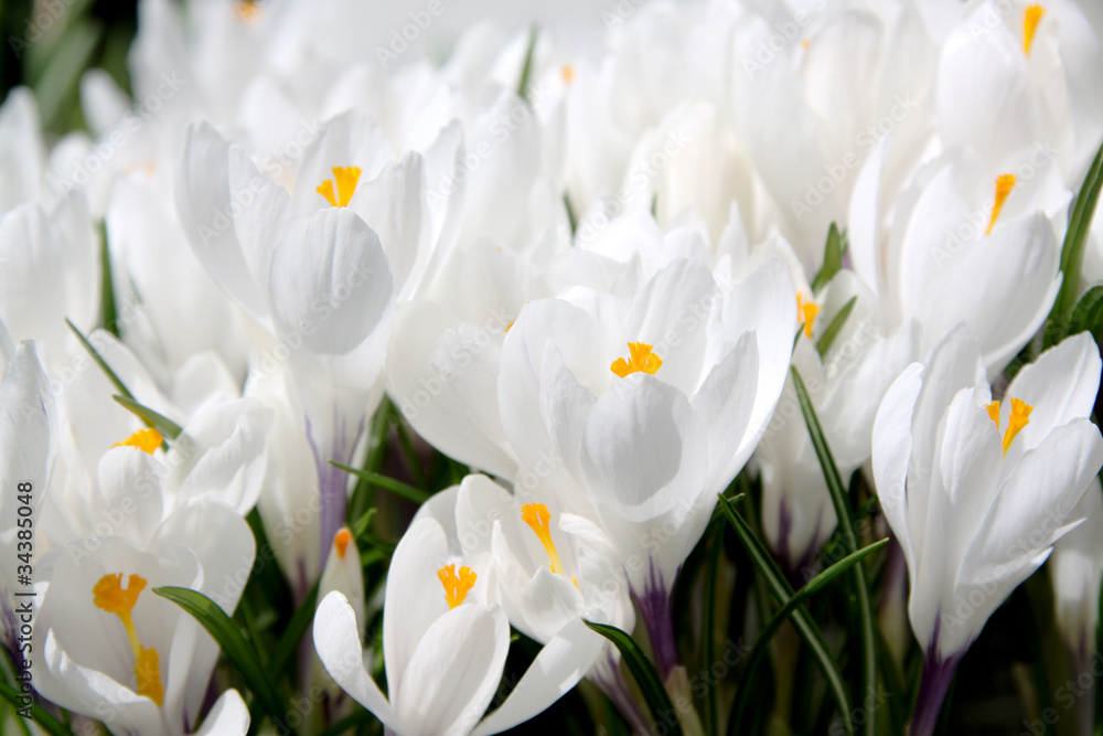 White crocus White crocus