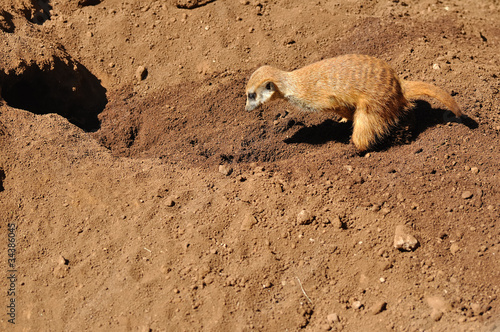 suricate qui creuse © bourbon numérik
