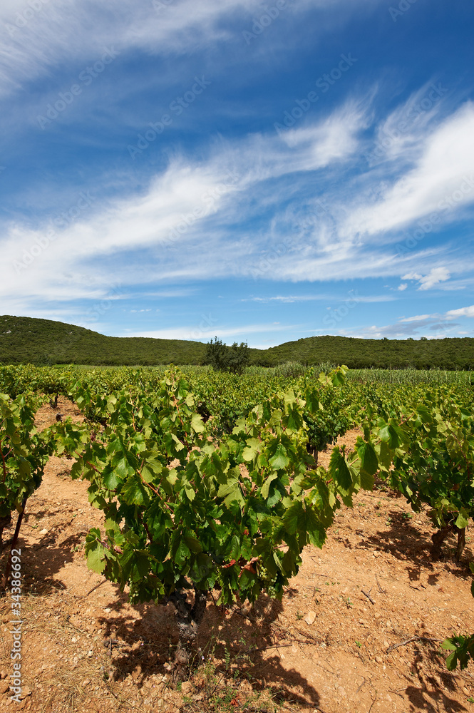 Vineyard in France