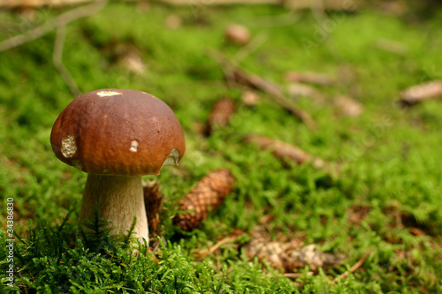 Boletus