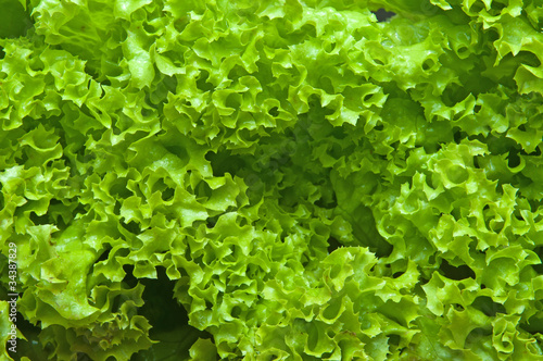 Fresh leaves of salad