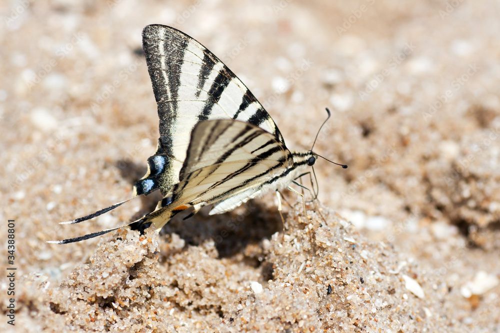 butterfly on sand ashore butterfly on sand ashore
