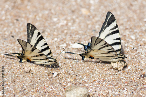 butterfly on sand ashore