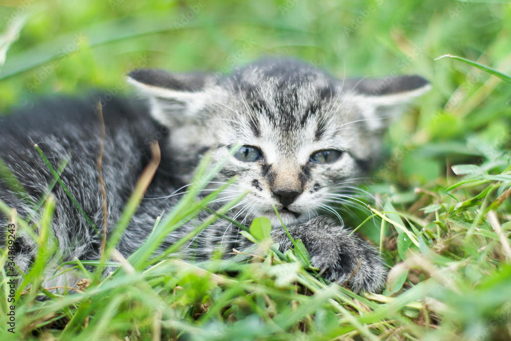 cute little cat laying in grass cute little cat laying in grass