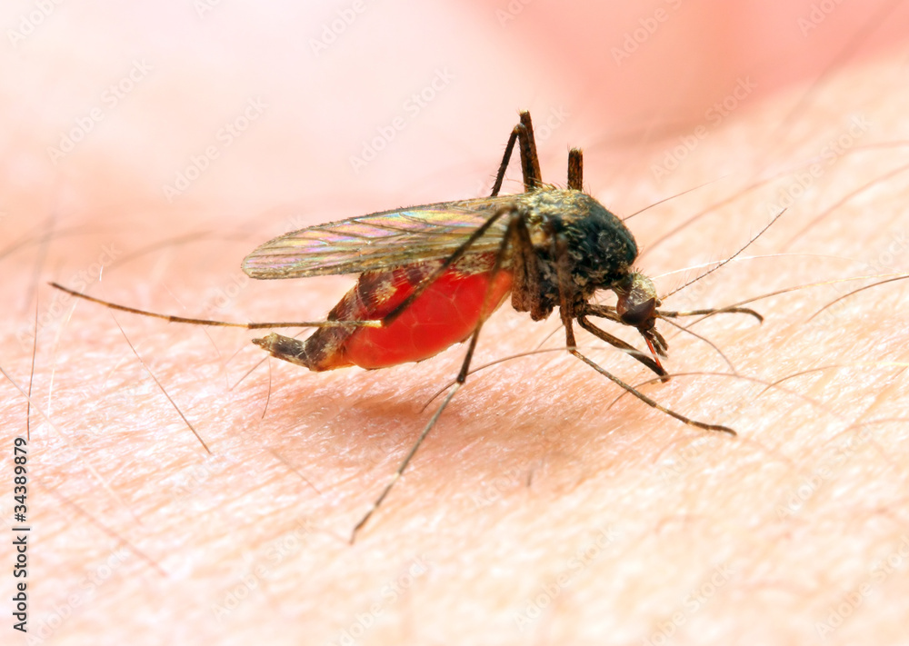 Anopheles mosquito - dangerous vehicle of infection. Anopheles mosquito - dangerous vehicle of infection.