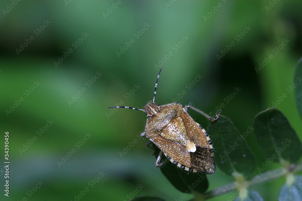 Obraz premium stinkbug