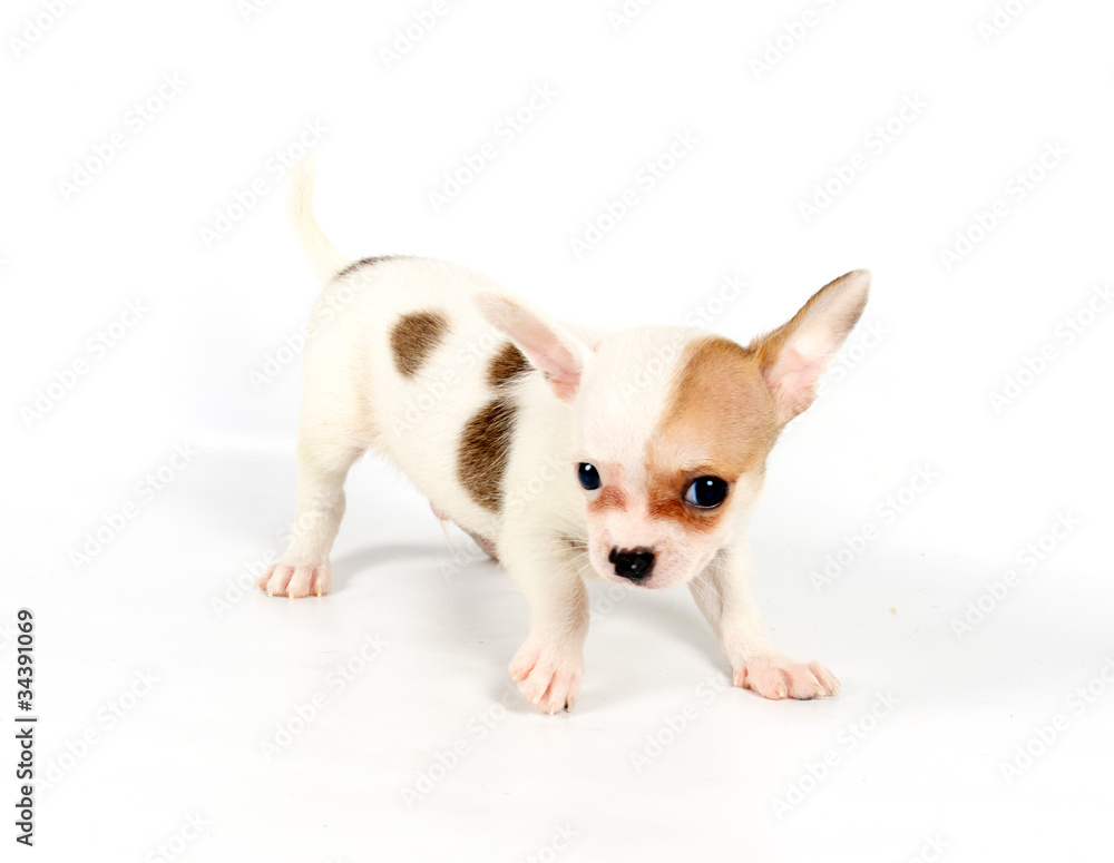 Funny puppy Chihuahua poses