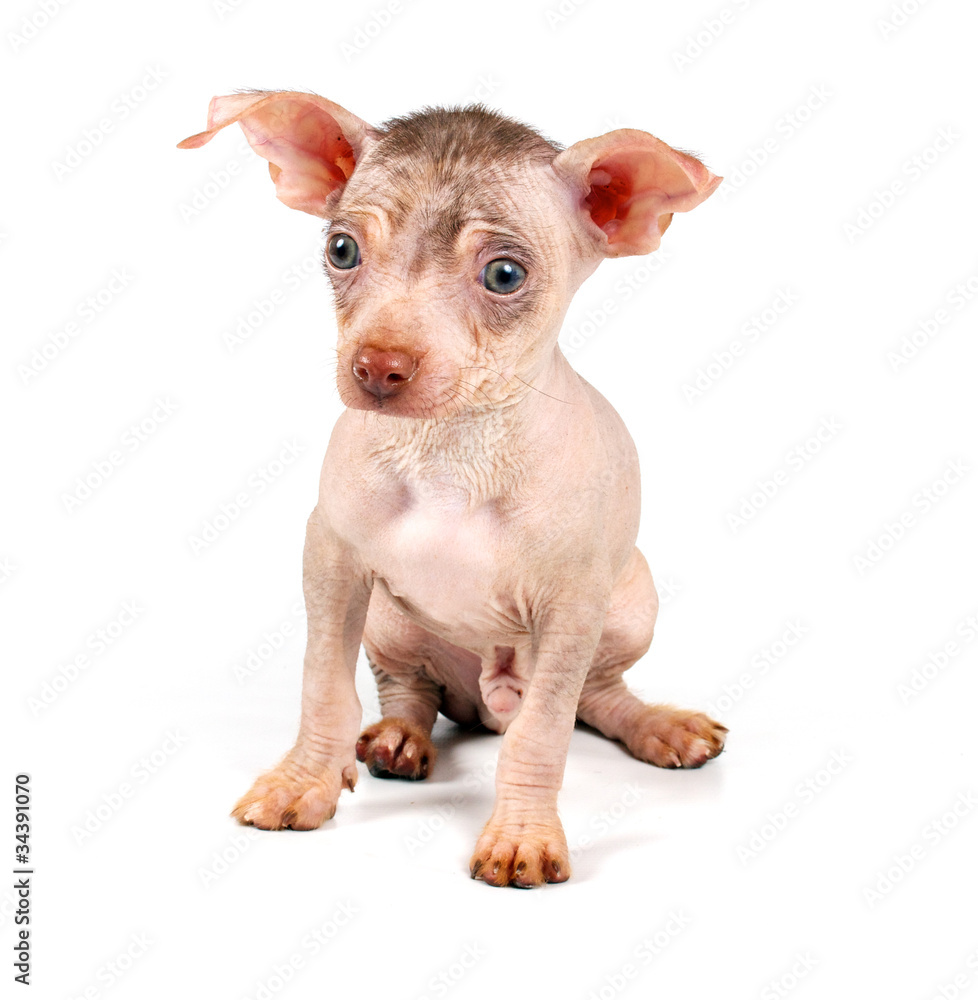 Chinese Crested Dog puppy