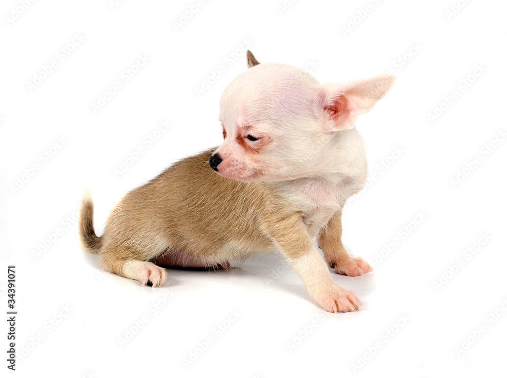 Funny puppy Chihuahua poses Funny puppy Chihuahua poses
