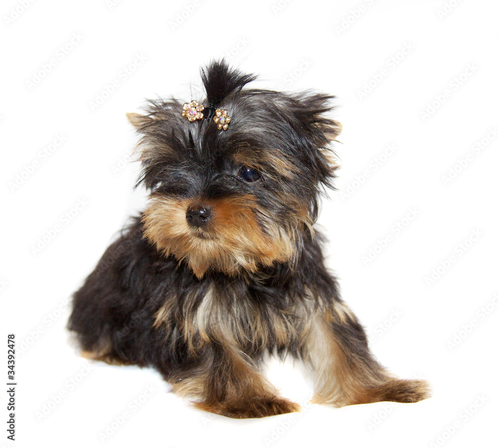 pupyy Yorkshire Terrier