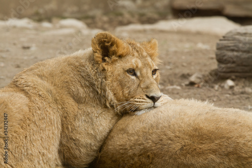 Lionne pensive