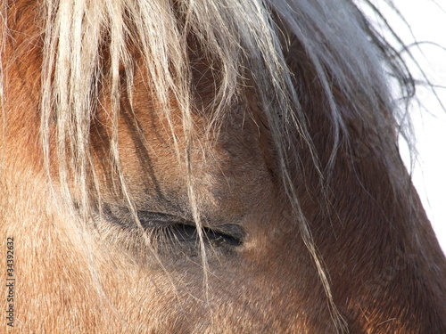 Geschlossenes Auge eines Pferdes  Detail