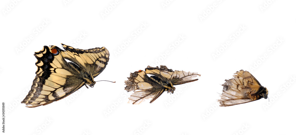 Fototapeta premium Dead Butterflies (Swallowtail Papilio machaon)