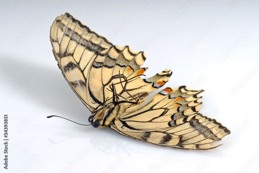 Fototapeta premium Dead Butterfly (Swallowtail Papilio machaon)