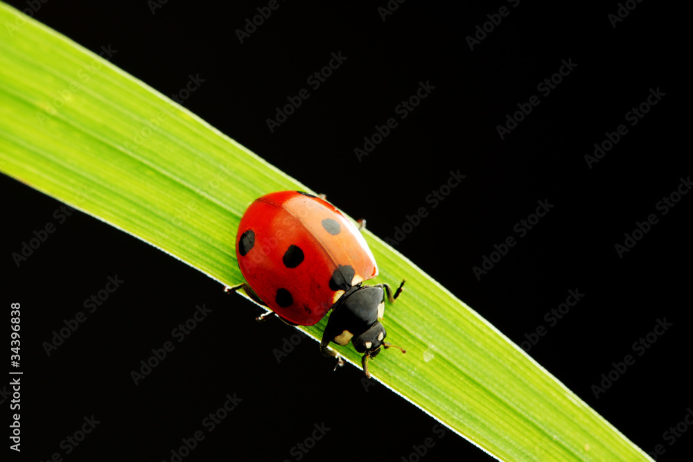 ladybug isolated on black ladybug isolated on black