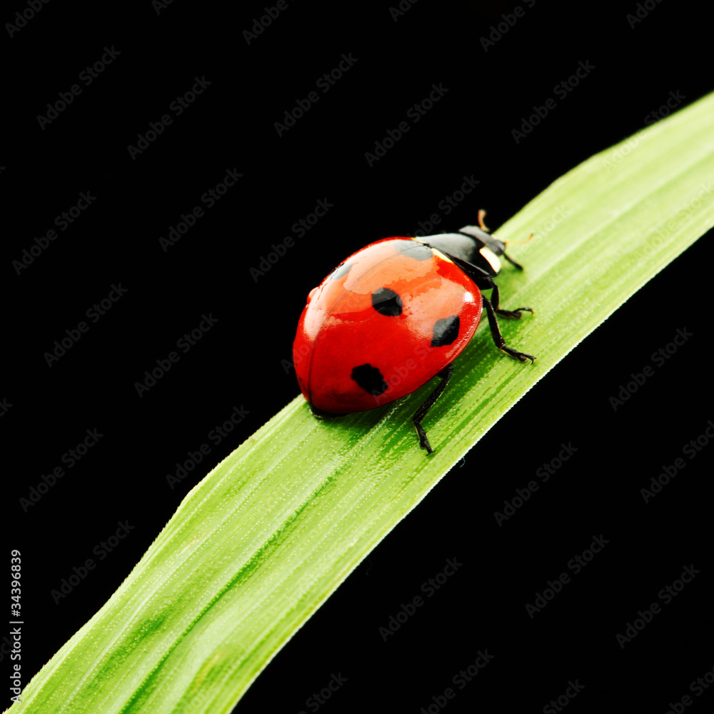 ladybug isolated on black ladybug isolated on black