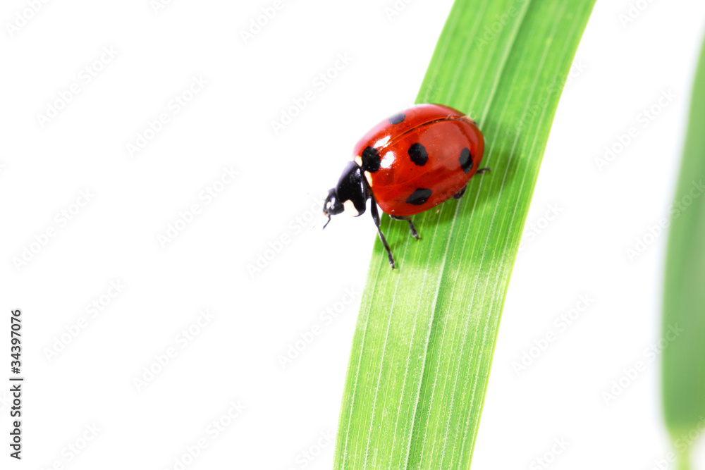ladybug on grass ladybug on grass