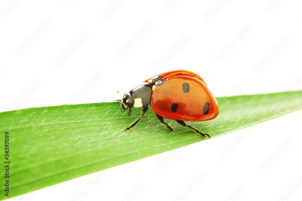 ladybug on grass ladybug on grass