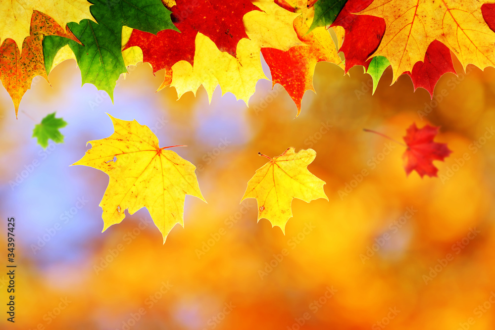 Fototapeta premium maple leaf