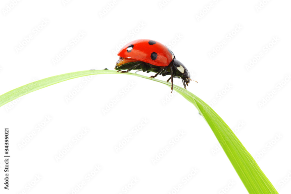 Fototapeta premium ladybug on grass