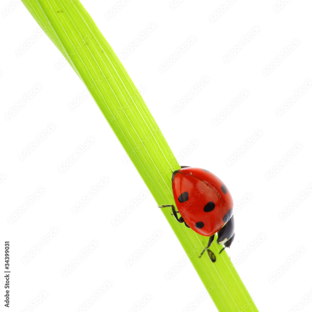 ladybug on grass ladybug on grass