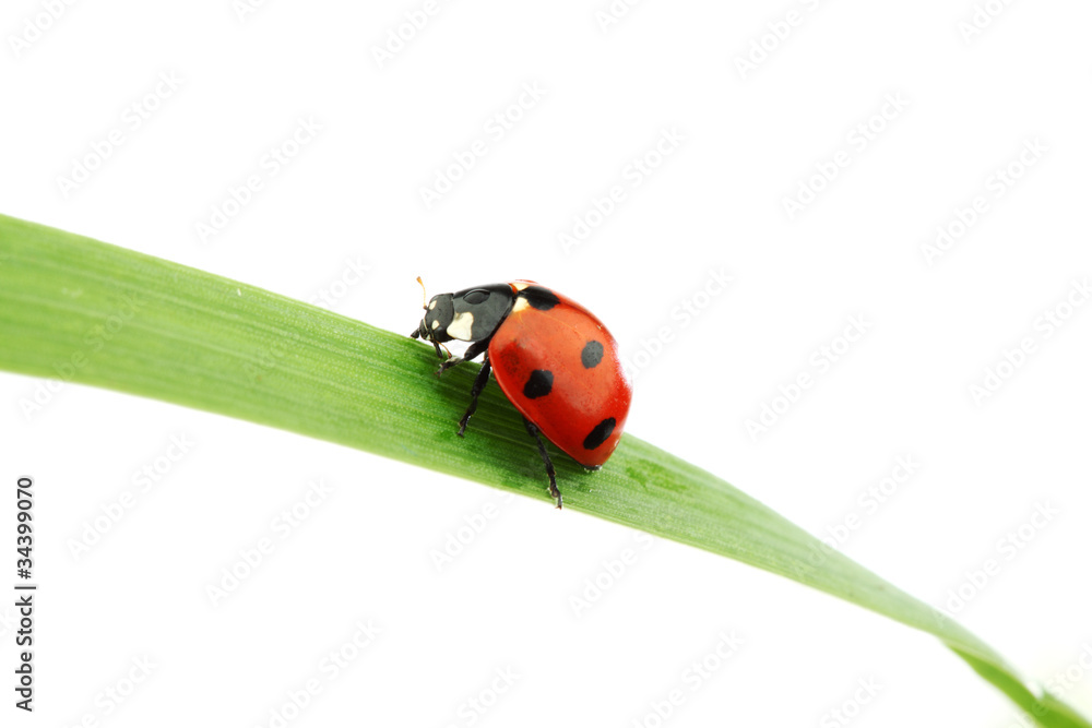 ladybug on grass ladybug on grass