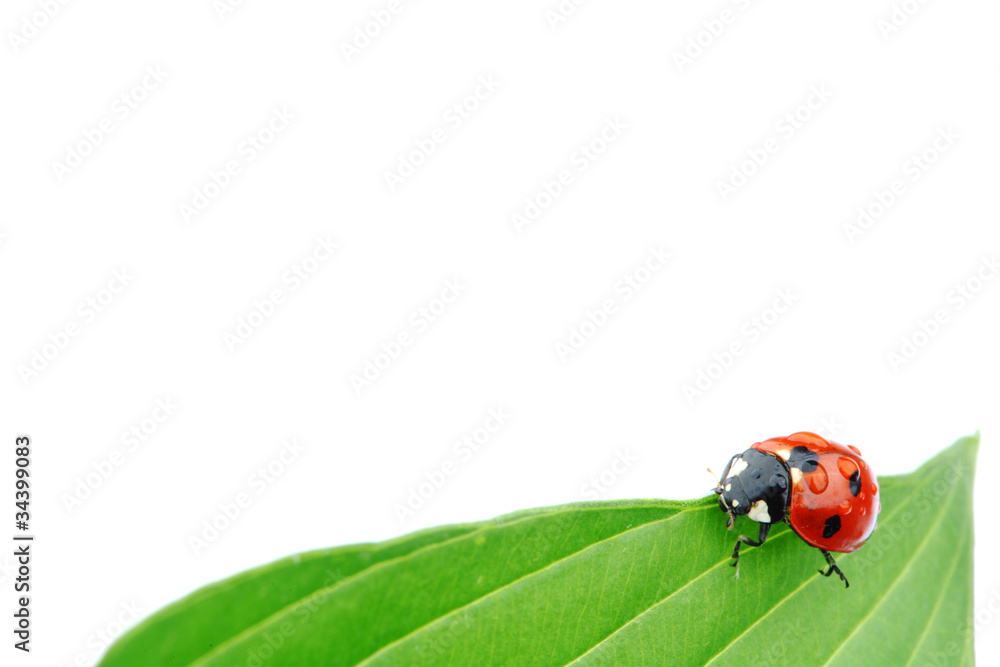 ladybug on leaf ladybug on leaf