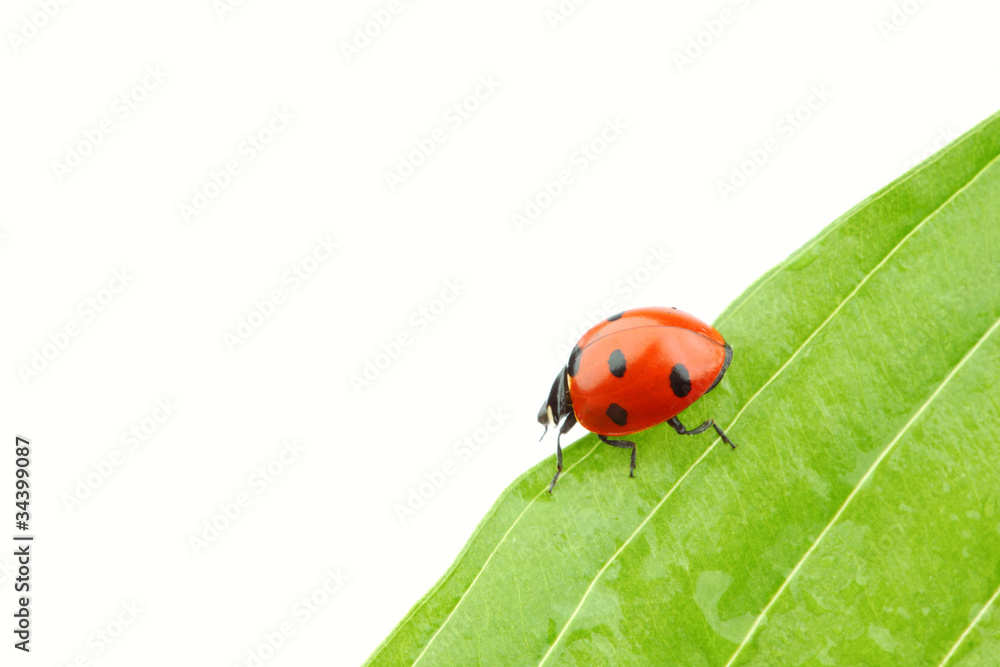 ladybug on leaf ladybug on leaf