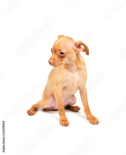 Funny puppy Chihuahua poses