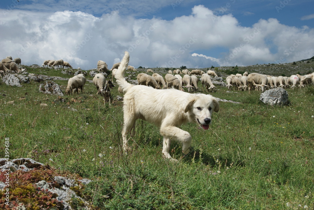 Fototapeta premium cane pastore