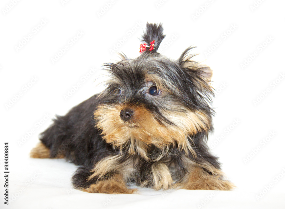 pupyy Yorkshire Terrier