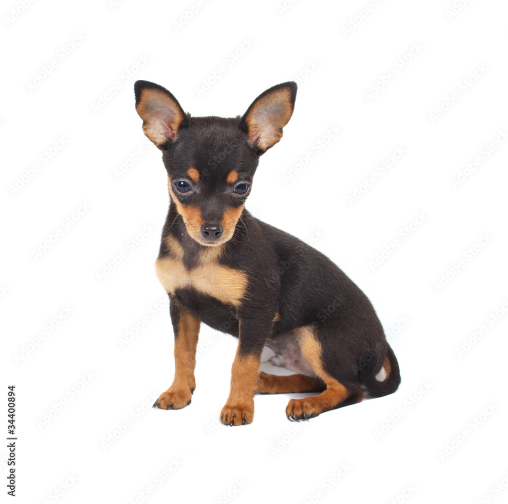 Russian toy terrier on a white background Russian toy terrier on a white background