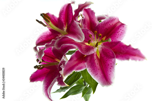 Fototapeta Naklejka Na Ścianę i Meble -  Fire Tiger Lily