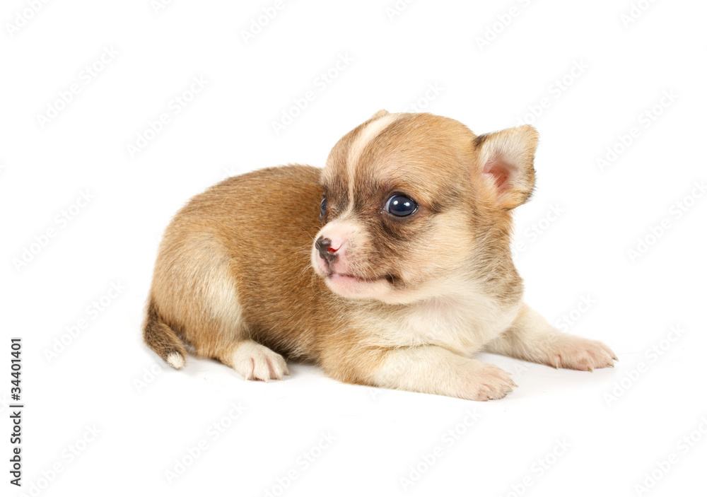 Funny puppy Chihuahua poses