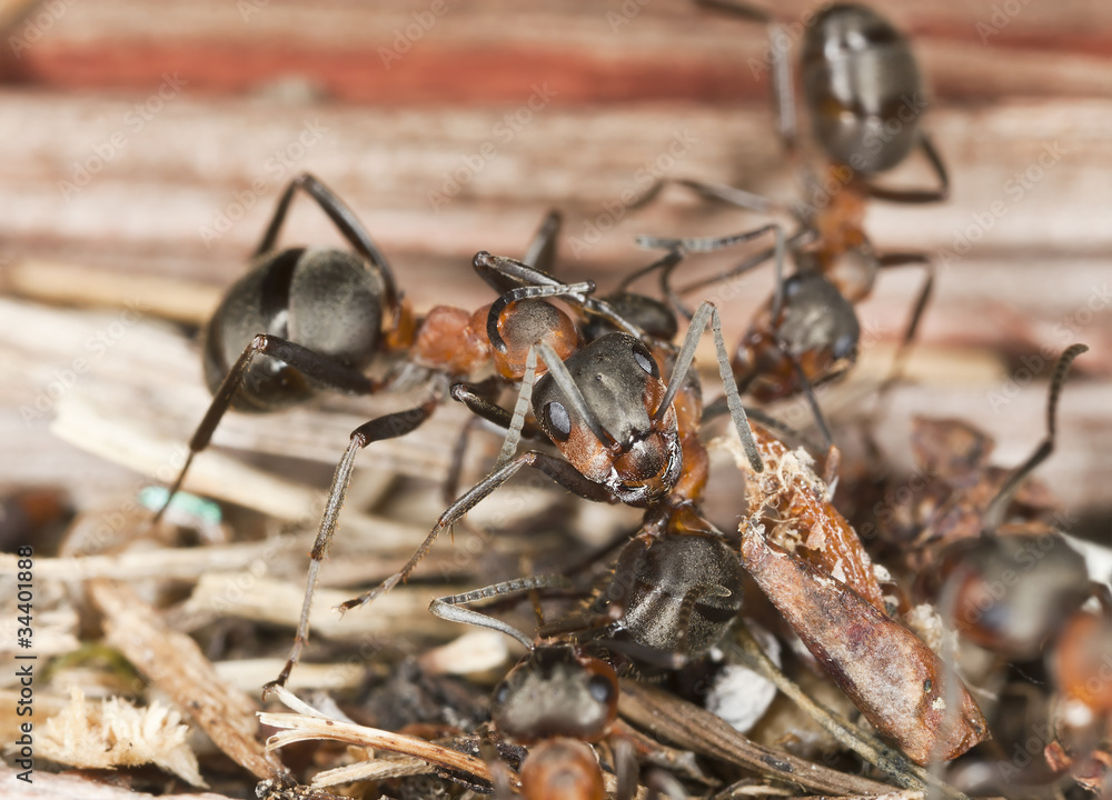 Southern wood ant (Formica rufa) macro photo