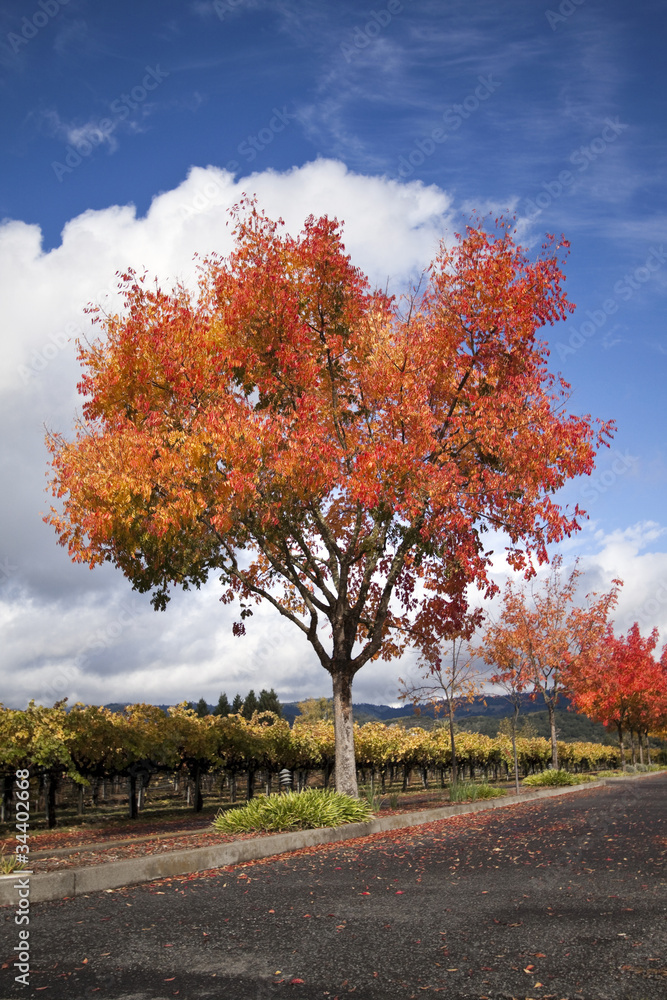 Naklejka premium Autumn Tree