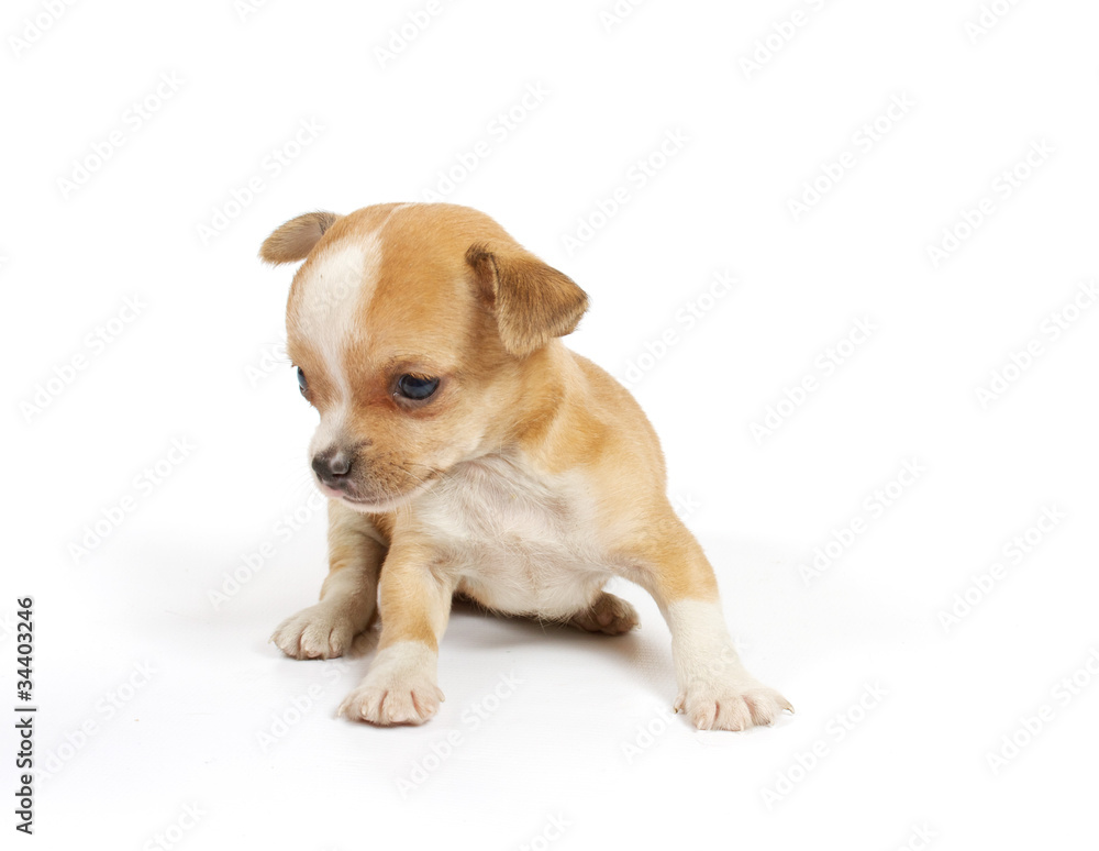 Funny puppy Chihuahua poses