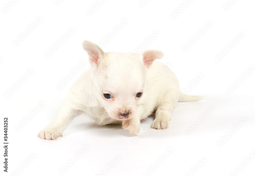 Funny puppy Chihuahua poses