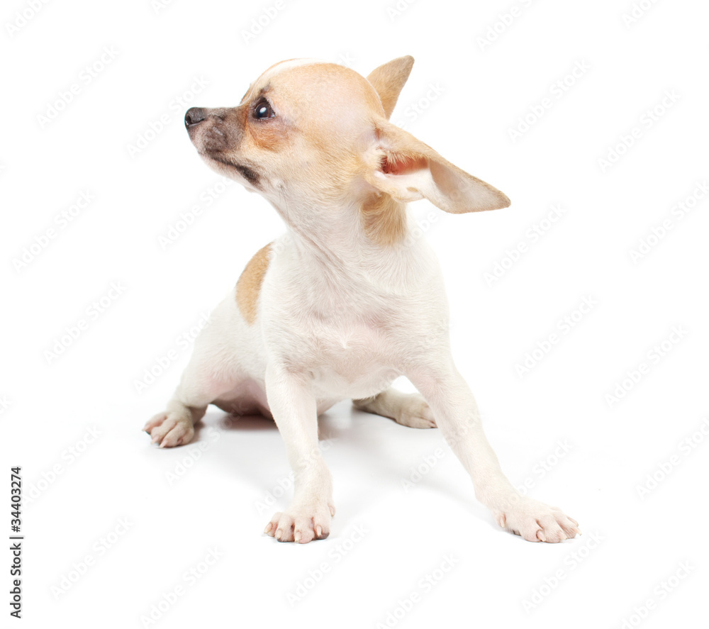 Obraz premium Funny puppy Chihuahua poses