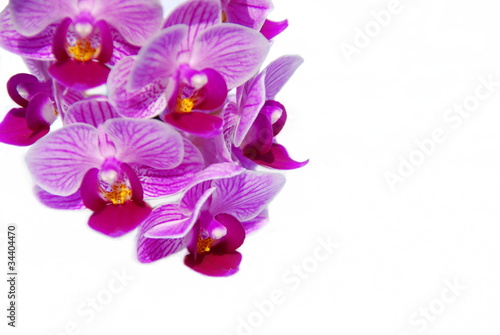 Orchidee Freisteller