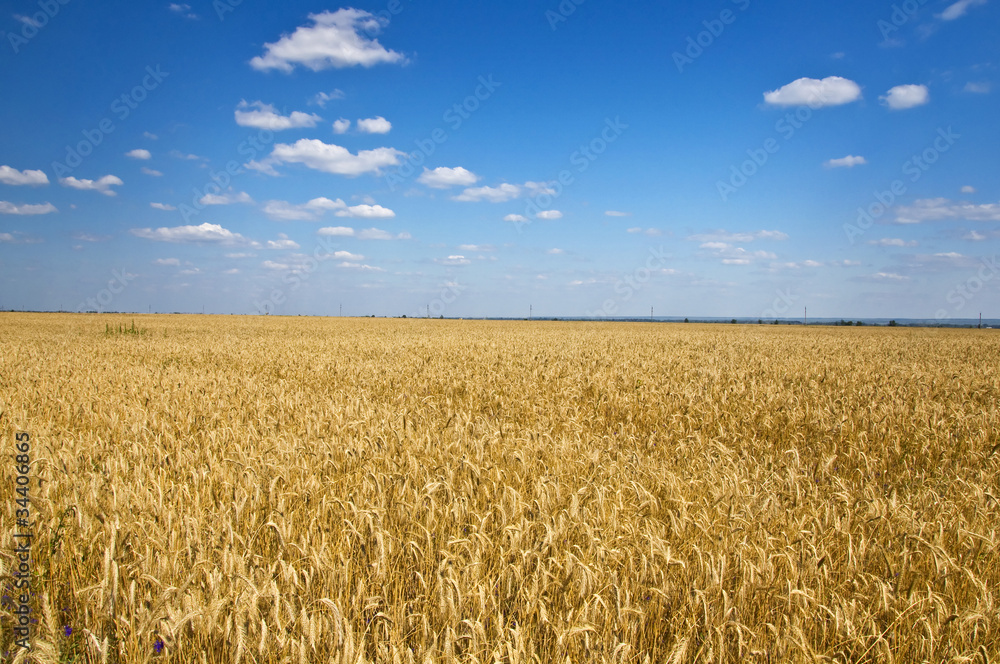 Field of rye in the blue sky. Summer landscape.