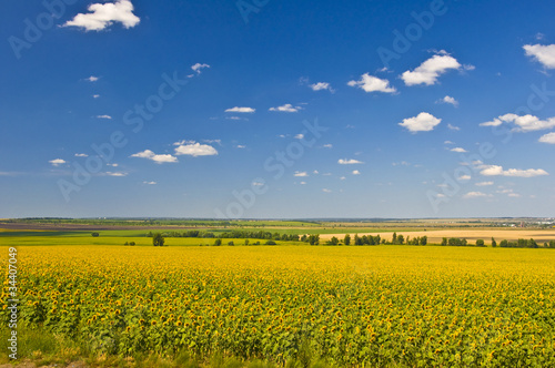 Field of sunflowers. Summer landscape against the blue clear sky