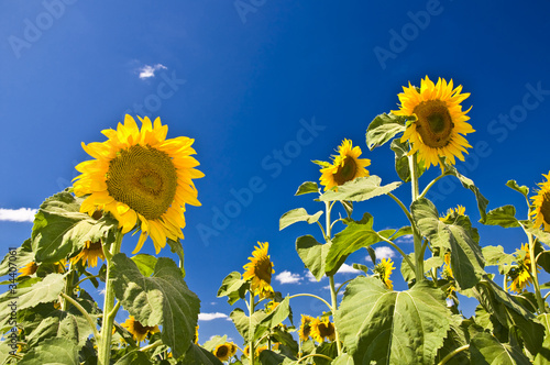 Sunflowers against the blue sky. Summer landscape.