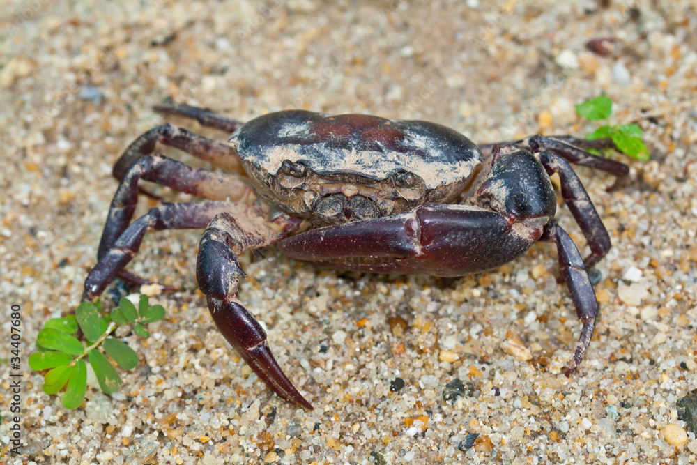 crab on the sand .